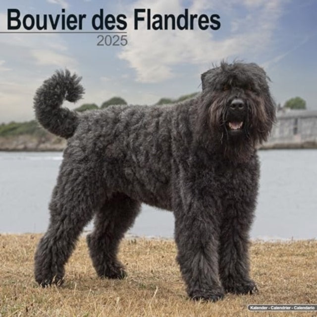 Bouvier des Flandres (Euro) Calendar 2025  Square Dog Breed Wall Calendar - 16 Month-9781804603208