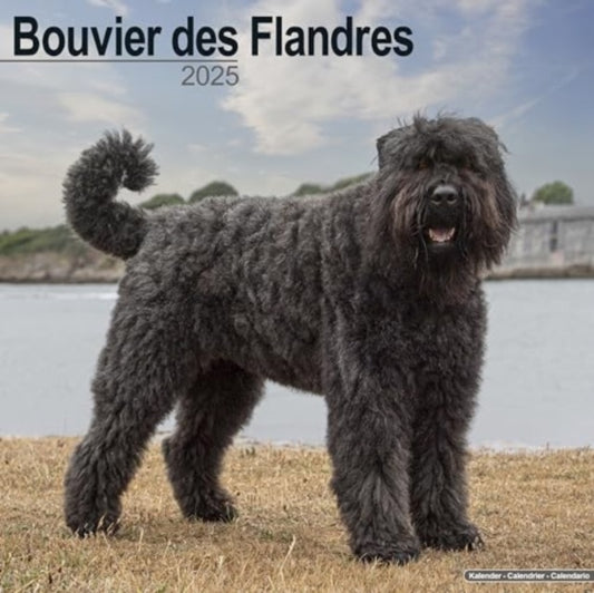 Bouvier des Flandres (Euro) Calendar 2025  Square Dog Breed Wall Calendar - 16 Month-9781804603208