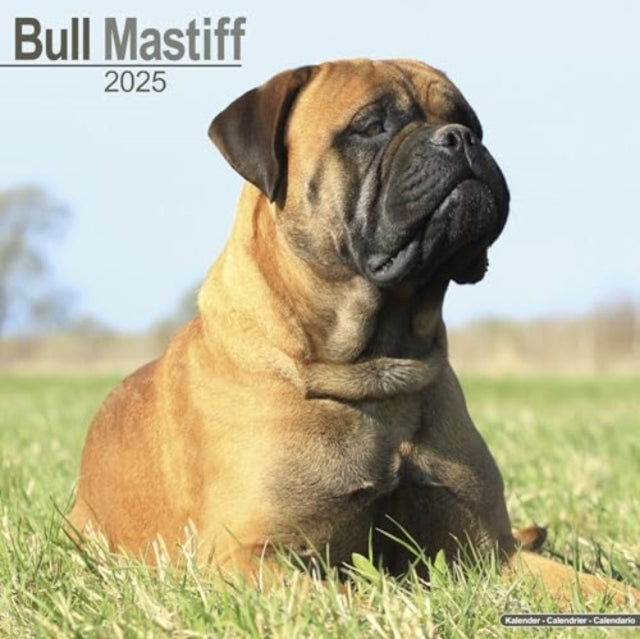 Bull Mastiff Calendar 2025  Square Dog Breed Wall Calendar - 16 Month-9781804603222