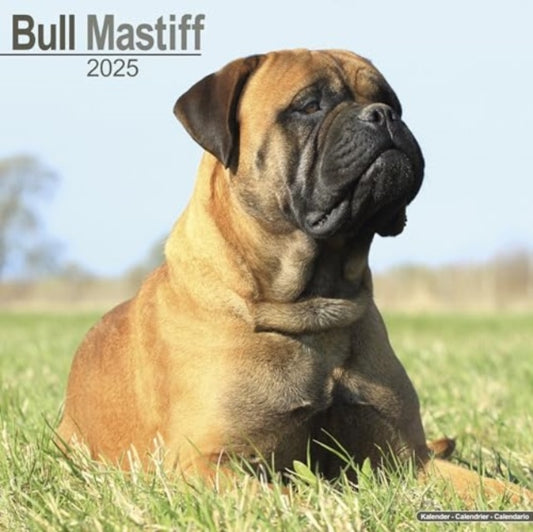 Bull Mastiff Calendar 2025  Square Dog Breed Wall Calendar - 16 Month-9781804603222