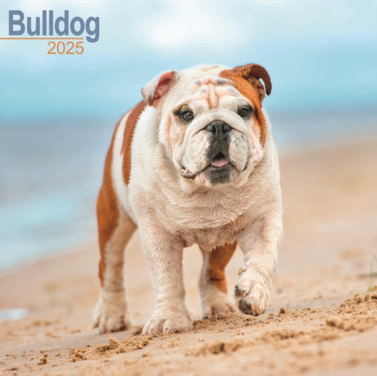 Bulldog Square Wall Calendar 2025-9781804603246