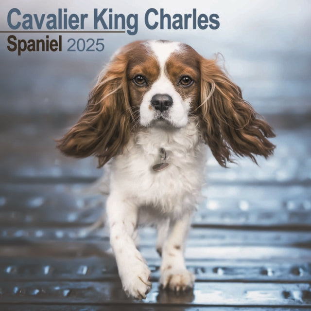 Cavalier King Charles Spaniel Square Wall Calendar 2025-9781804603260