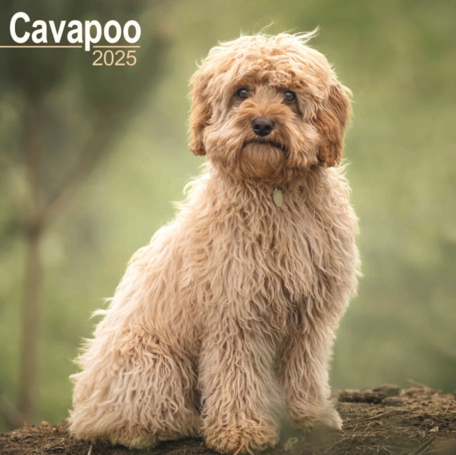 Cavapoo Square Wall Calendar 2025-9781804603277