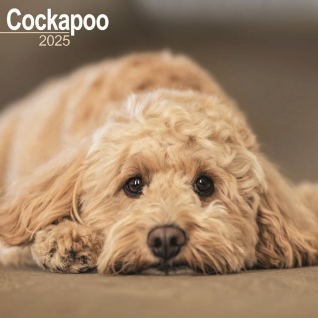 Cockapoo Square Wall Calendar 2025-9781804603307