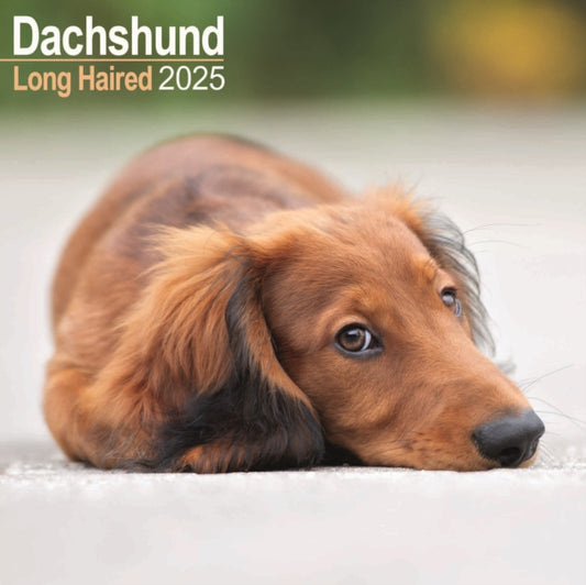 Dachshund Longhaired Square Wall Calendar 2025-9781804603345