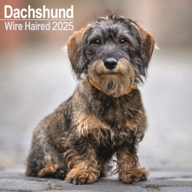 Dachshunds Wirehaired Square Wall Calendar 2025-9781804603352