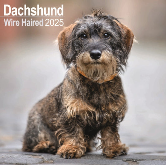 Dachshunds Wirehaired Square Wall Calendar 2025-9781804603352
