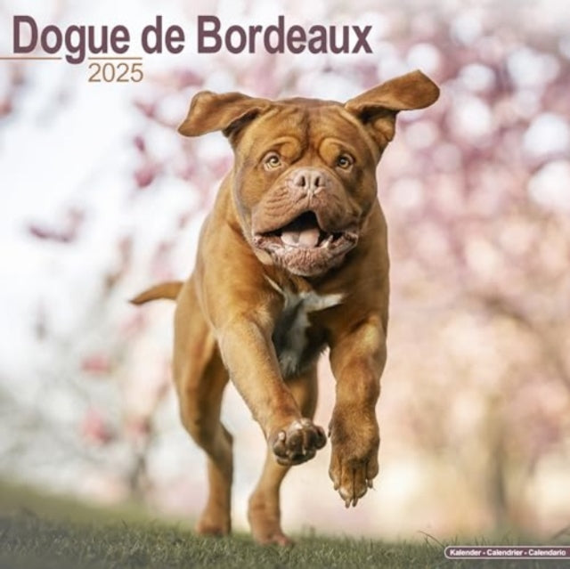 Dogue de Bordeaux Calendar 2025  Square Dog Breed Wall Calendar - 16 Month-9781804603390
