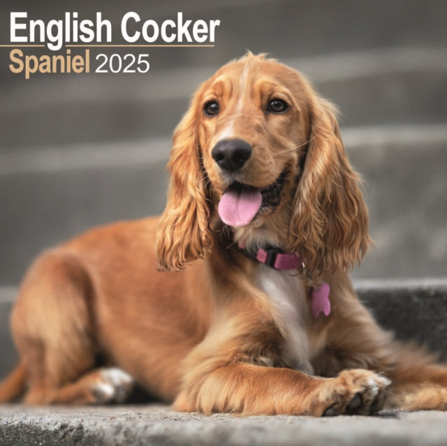 English Cocker Spaniel Square Wall Calendar 2025-9781804603406