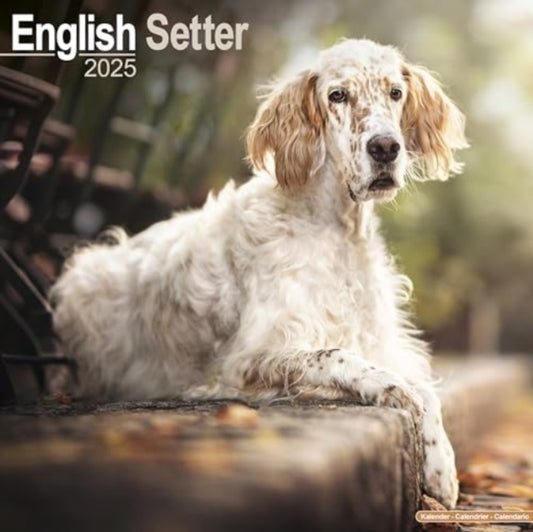 English Setter Calendar 2025  Square Dog Breed Wall Calendar - 16 Month-9781804603413