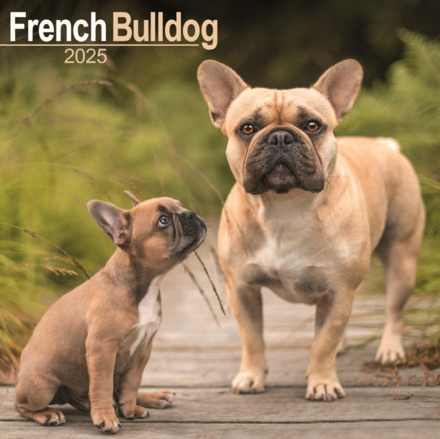 French Bulldog Square Wall Calendar 2025-9781804603468