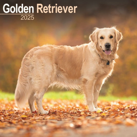 Golden Retriever Square Wall Calendar 2025-9781804603499