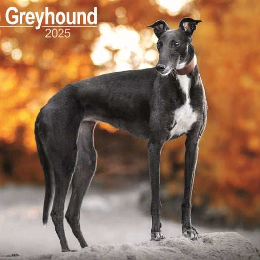 Greyhound Square Wall Calendar 2025-9781804603536