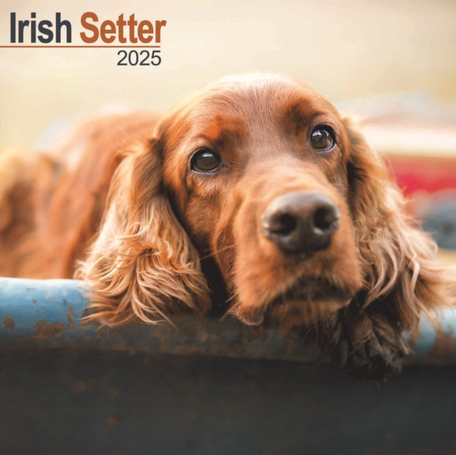 Irish Setter Square Wall Calendar 2025-9781804603543