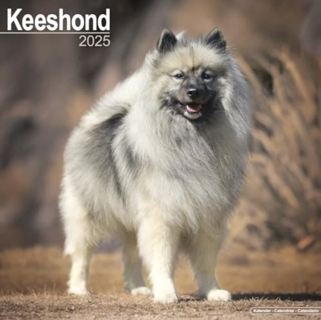 Keeshond Calendar 2025  Square Dog Breed Wall Calendar - 16 Month-9781804603574