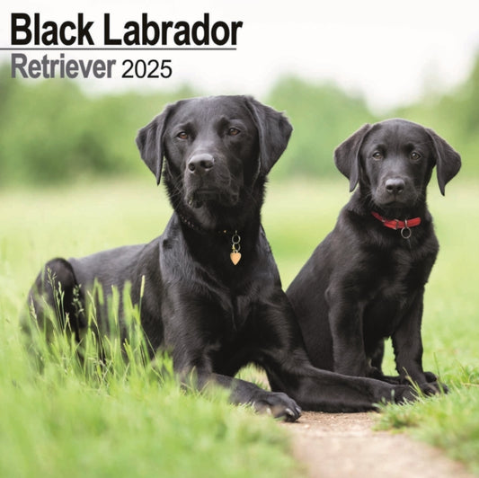 Labrador Retriever Black Square Wall Calendar 2025-9781804603598