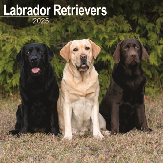Labrador Retrievers Square Wall Calendar 2025-9781804603628
