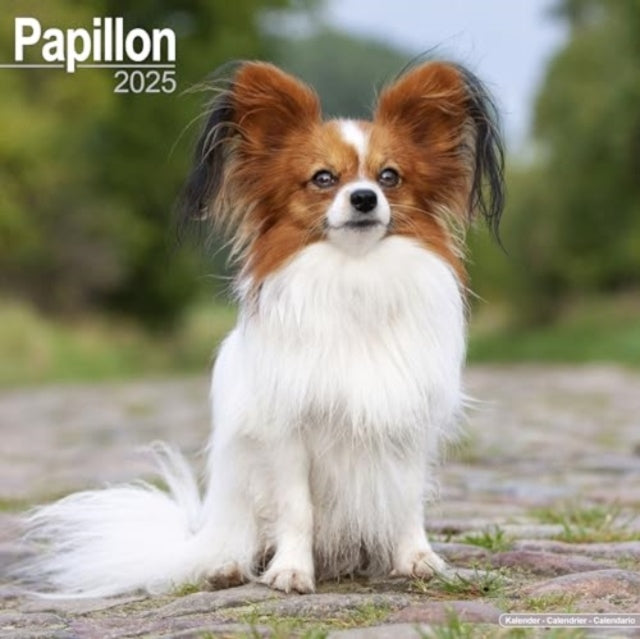 Papillon Calendar 2025  Square Dog Breed Wall Calendar - 16 Month-9781804603727