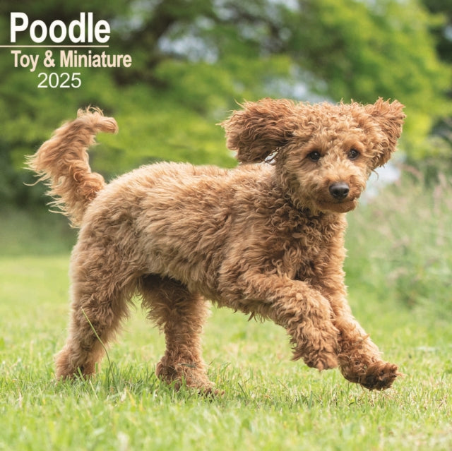 Poodle, Toy & Miniature Square Wall Calendar 2025-9781804603789