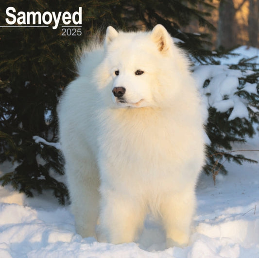 Samoyed Square Wall Calendar 2025-9781804603833