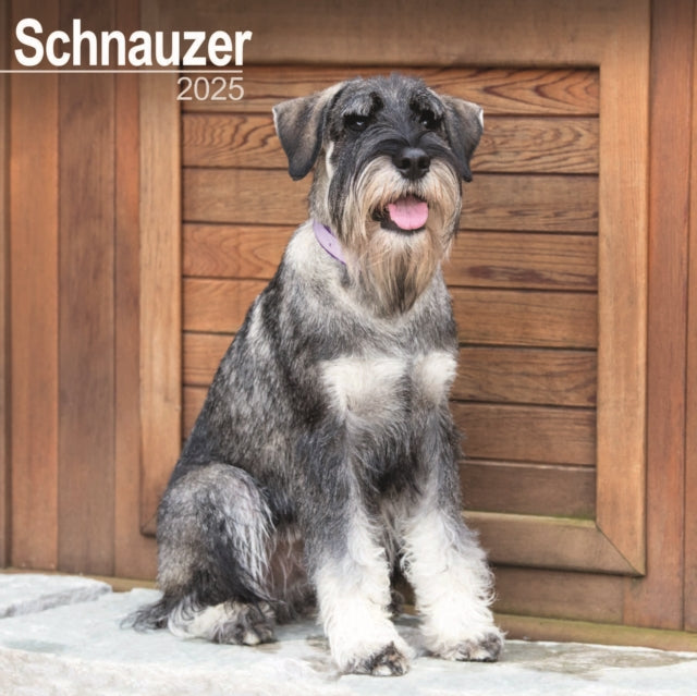 Schnauzer Square Wall Calendar 2025-9781804603857