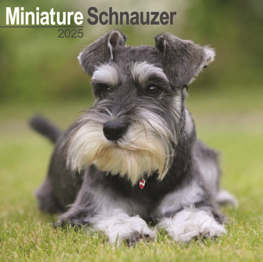Miniature Schnauzer Square Wall Calendar 2025-9781804603864