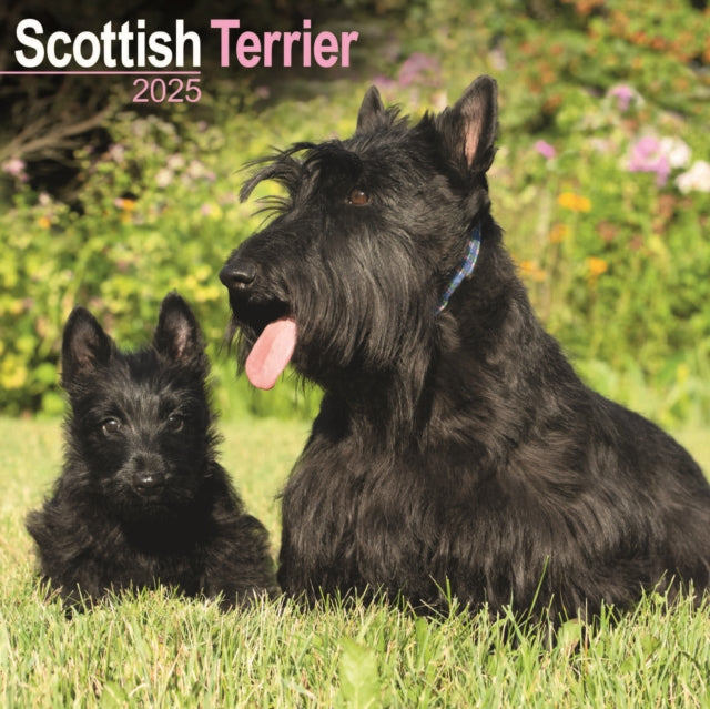 Scottish Terrier Square Wall Calendar 2025-9781804603871