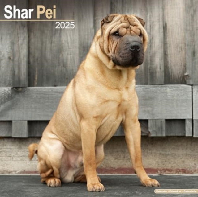 Shar Pei Calendar 2025  Square Dog Breed Wall Calendar - 16 Month-9781804603888