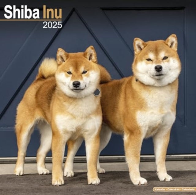 Shiba Inu Calendar 2025  Square Dog Breed Wall Calendar - 16 Month-9781804603901