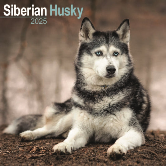 Siberian Husky Square Wall Calendar 2025-9781804603925