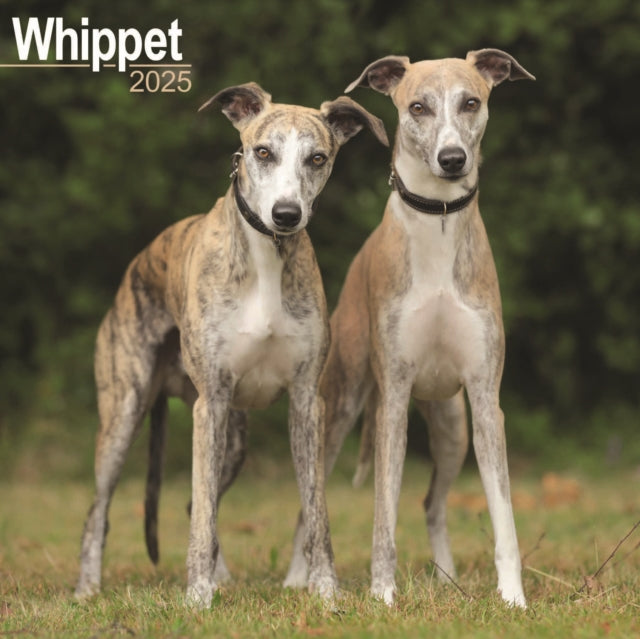 Whippet Square Wall Calendar 2025-9781804603994