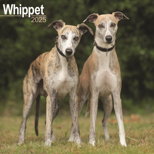 Whippet Square Wall Calendar 2025-9781804603994