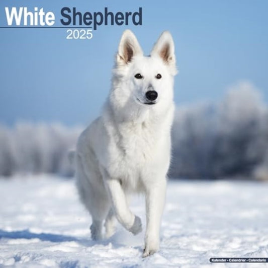 White Shepherd Calendar 2025  Square Dog Breed Wall Calendar - 16 Month-9781804604007