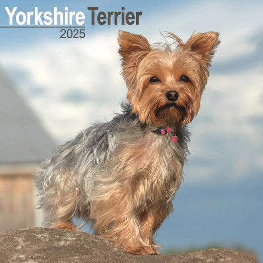Yorkshire Terrier Square Wall Calendar 2025-9781804604014