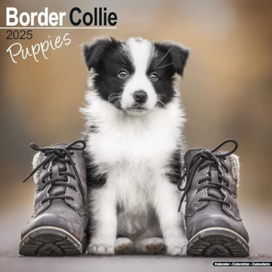 Border Collie Puppies Calendar 2025  Square Dog Puppy Breed Wall Calendar - 16 Month-9781804604021