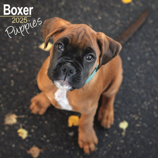 Boxer Puppies Square Wall Calendar 2025-9781804604038