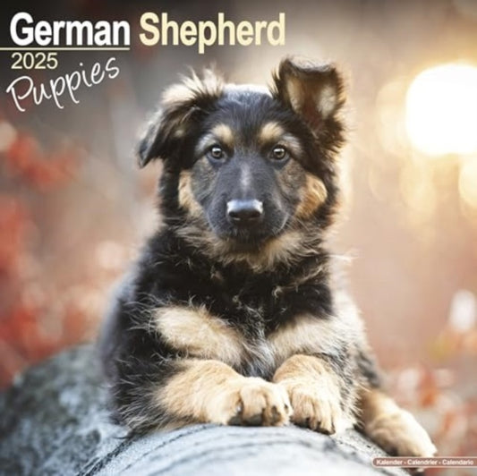 German Shepherd Puppies Calendar 2025  Square Dog Puppy Breed Wall Calendar - 16 Month-9781804604052