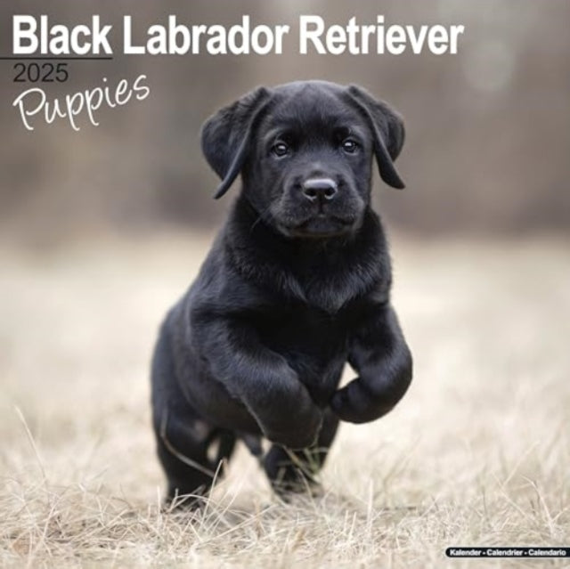 Black Labrador Puppies Calendar 2025  Square Dog Puppy Breed Wall Calendar - 16 Month-9781804604076