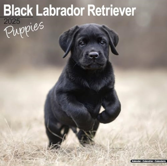 Black Labrador Puppies Calendar 2025  Square Dog Puppy Breed Wall Calendar - 16 Month-9781804604076