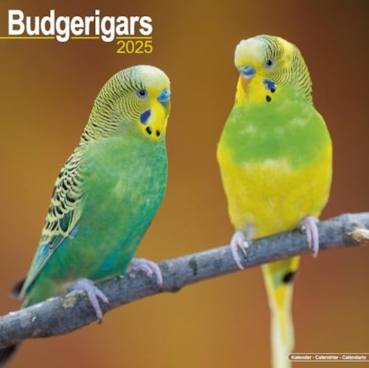 Budgerigars Calendar 2025  Square Bird Wall Calendar - 16 Month-9781804604137
