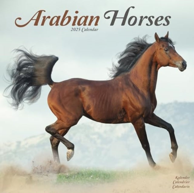 Arabian Horses Calendar 2025  Square Horses Wall Calendar - 16 Month-9781804604199