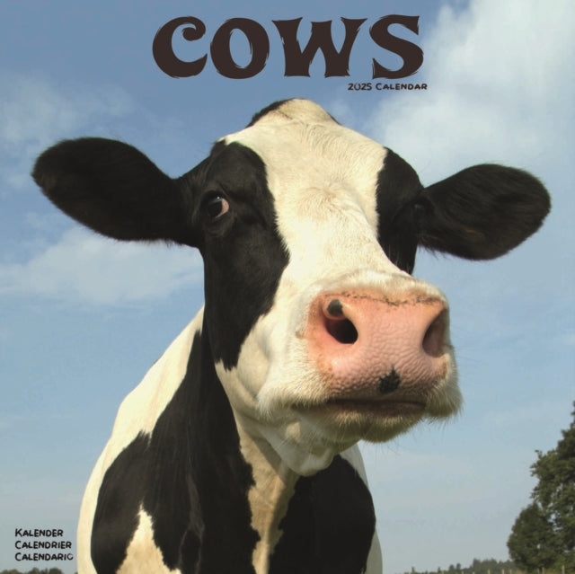 Cows Square Wall Calendar 2025-9781804604281