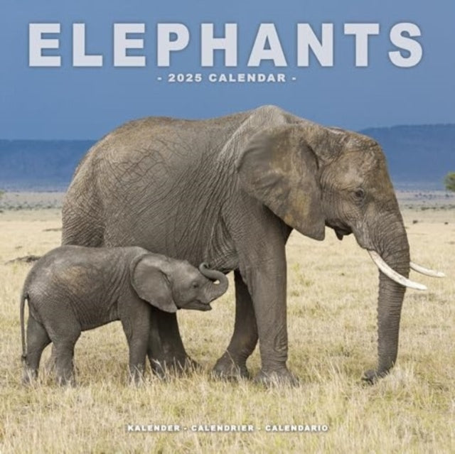 Elephants Calendar 2025  Square Wildlife Safari Wall Calendar - 16 Month-9781804604328