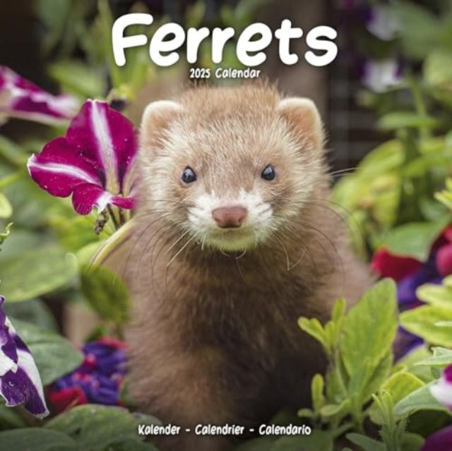 Ferrets Calendar 2025  Square Animal Wall Calendar - 16 Month-9781804604335