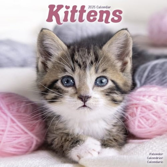 Kittens Calendar 2025  Square Cats Wall Calendar - 16 Month-9781804604397