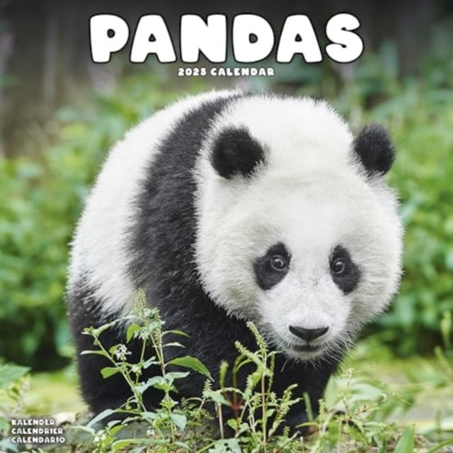 Pandas Calendar 2025  Square Animal Wall Calendar - 16 Month-9781804604434