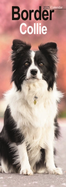 Border Collie Slim Calendar 2025-9781804604984
