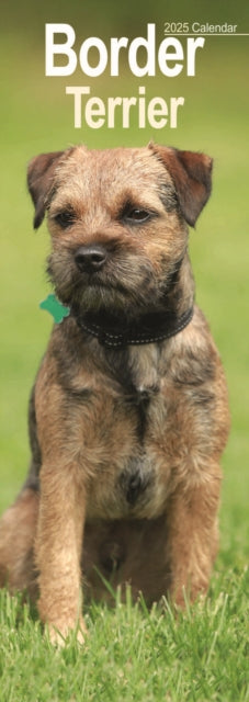 Border Terrier Slim Calendar 2025-9781804604991