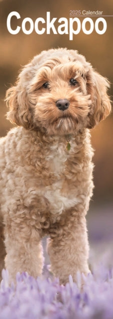 Cockapoo Slim Calendar 2025-9781804605028