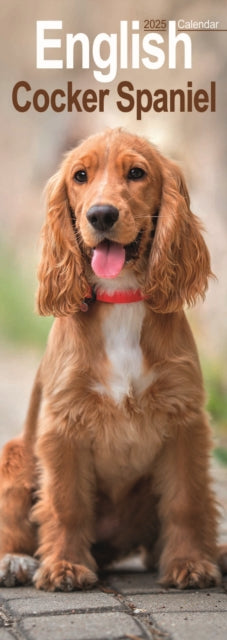 English Cocker Spaniel Slim Calendar 2025-9781804605042
